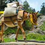 Khaptad National Park Trek - 11 Days